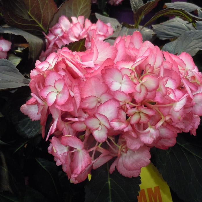 Hydrangea Macrophylla Eclipse - View 14 from www redcrocus com