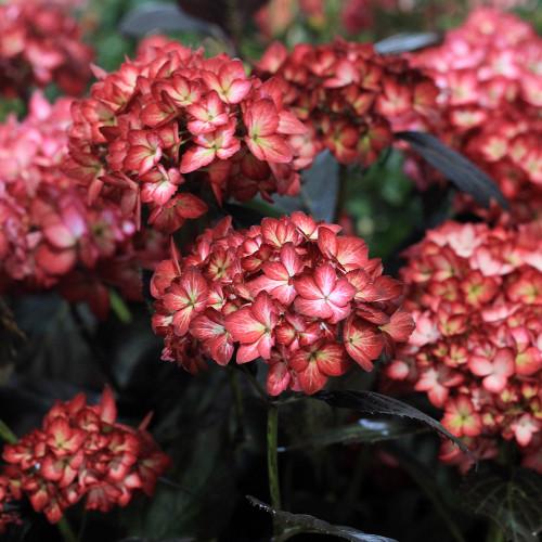Hydrangea Macrophylla Eclipse - View 19 from www redcrocus com