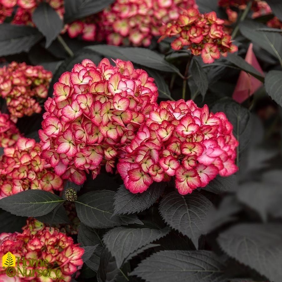 Hydrangea Macrophylla Eclipse - View 1 from www redcrocus com