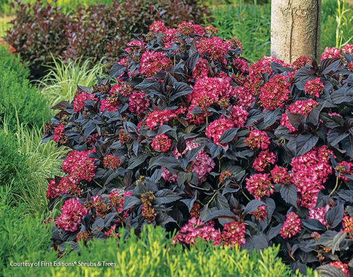 Hydrangea Macrophylla Eclipse - View 20 from www redcrocus com