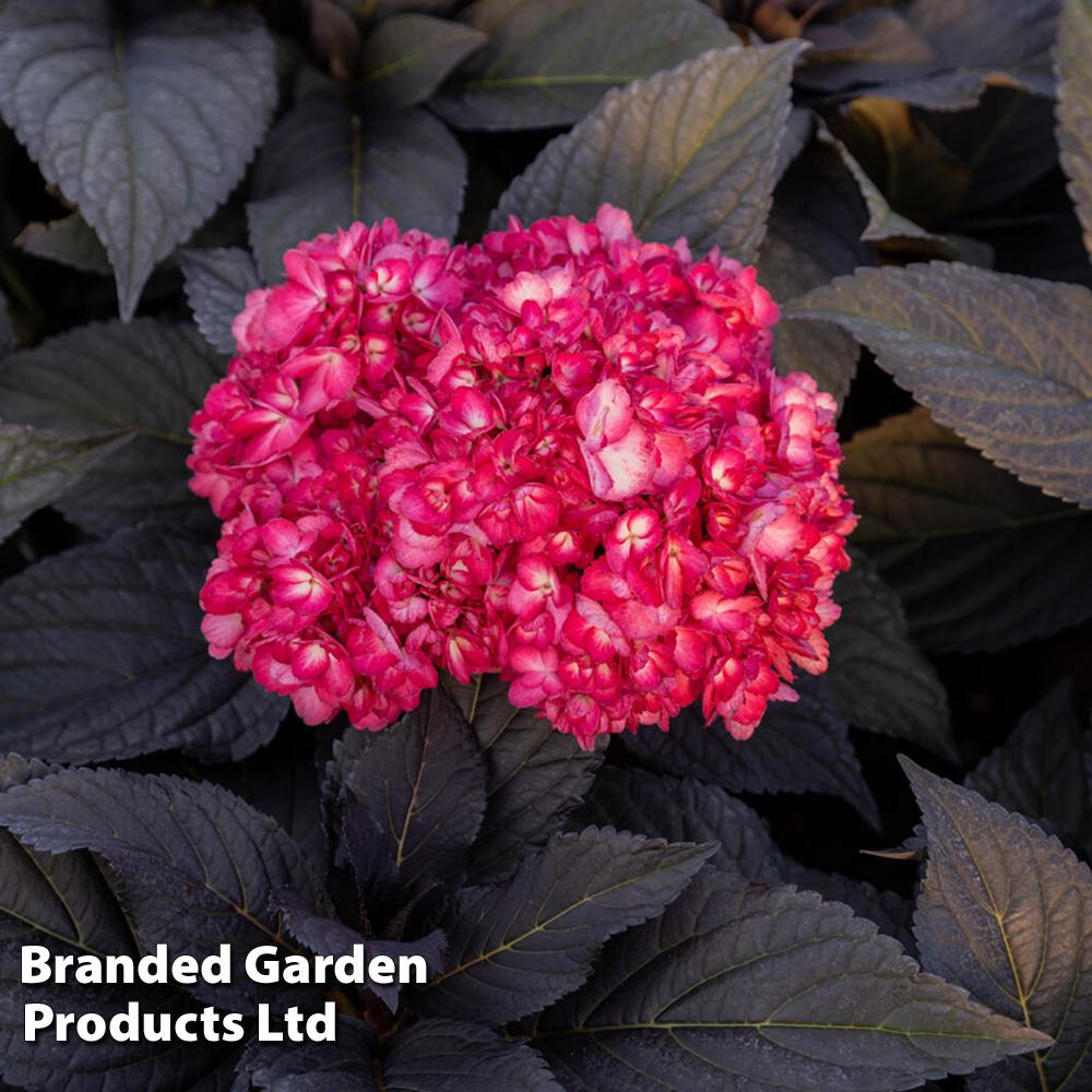 Hydrangea Macrophylla Eclipse - View 2 from www redcrocus com