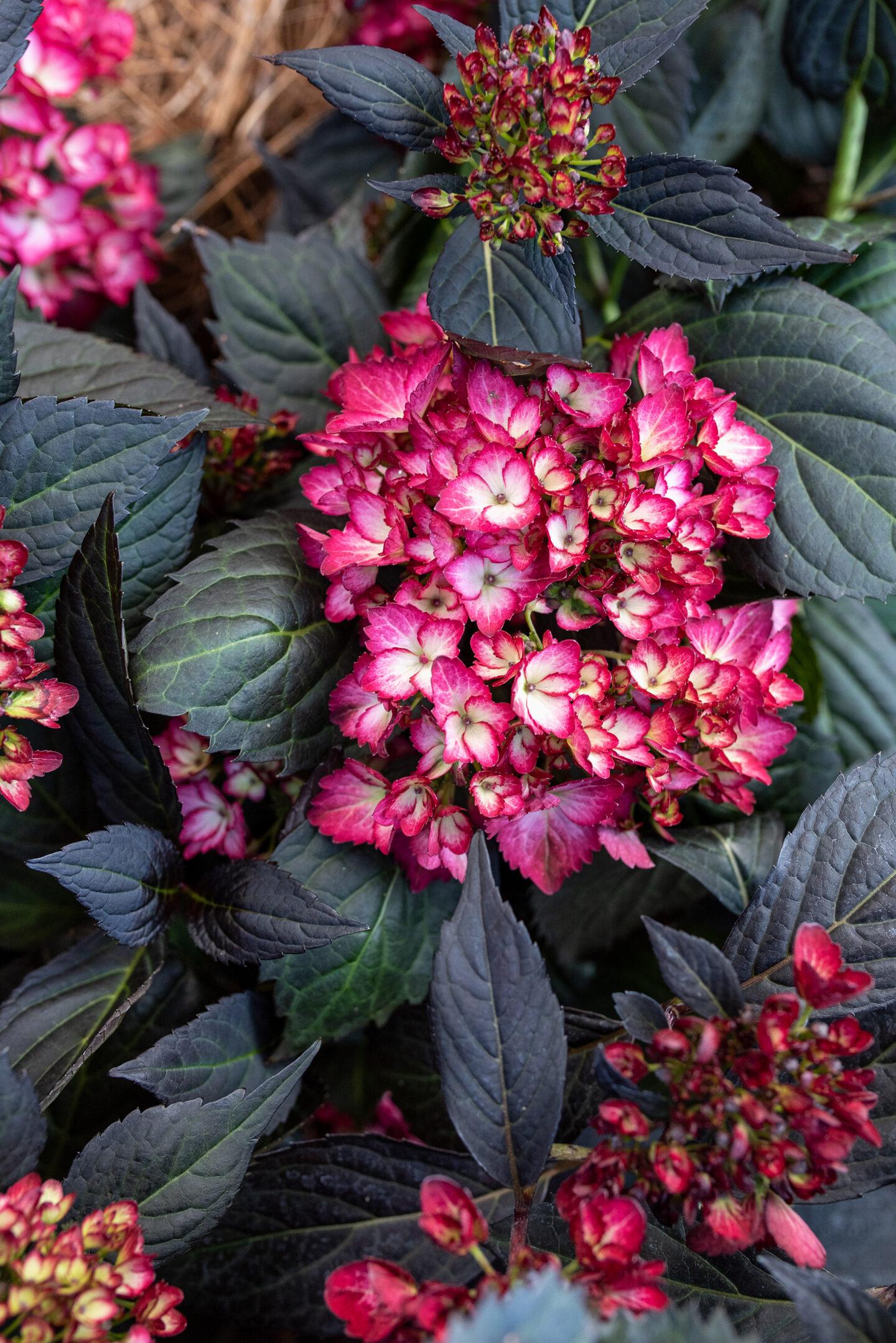 Hydrangea Macrophylla Eclipse - View 3 from www redcrocus com