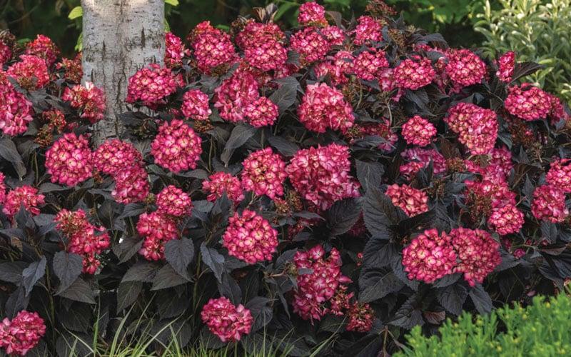 Hydrangea Macrophylla Eclipse - View 4 from www redcrocus com