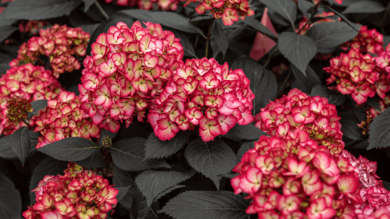 Hydrangea Macrophylla Eclipse - View 5 from www redcrocus com