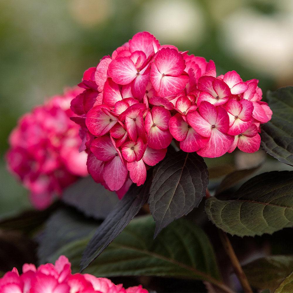 Hydrangea Macrophylla Eclipse - View 7 from www redcrocus com