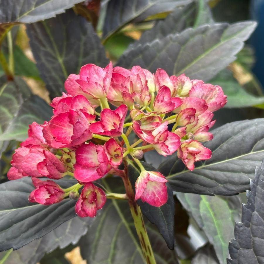 Hydrangea Macrophylla Eclipse - View 9 from www redcrocus com