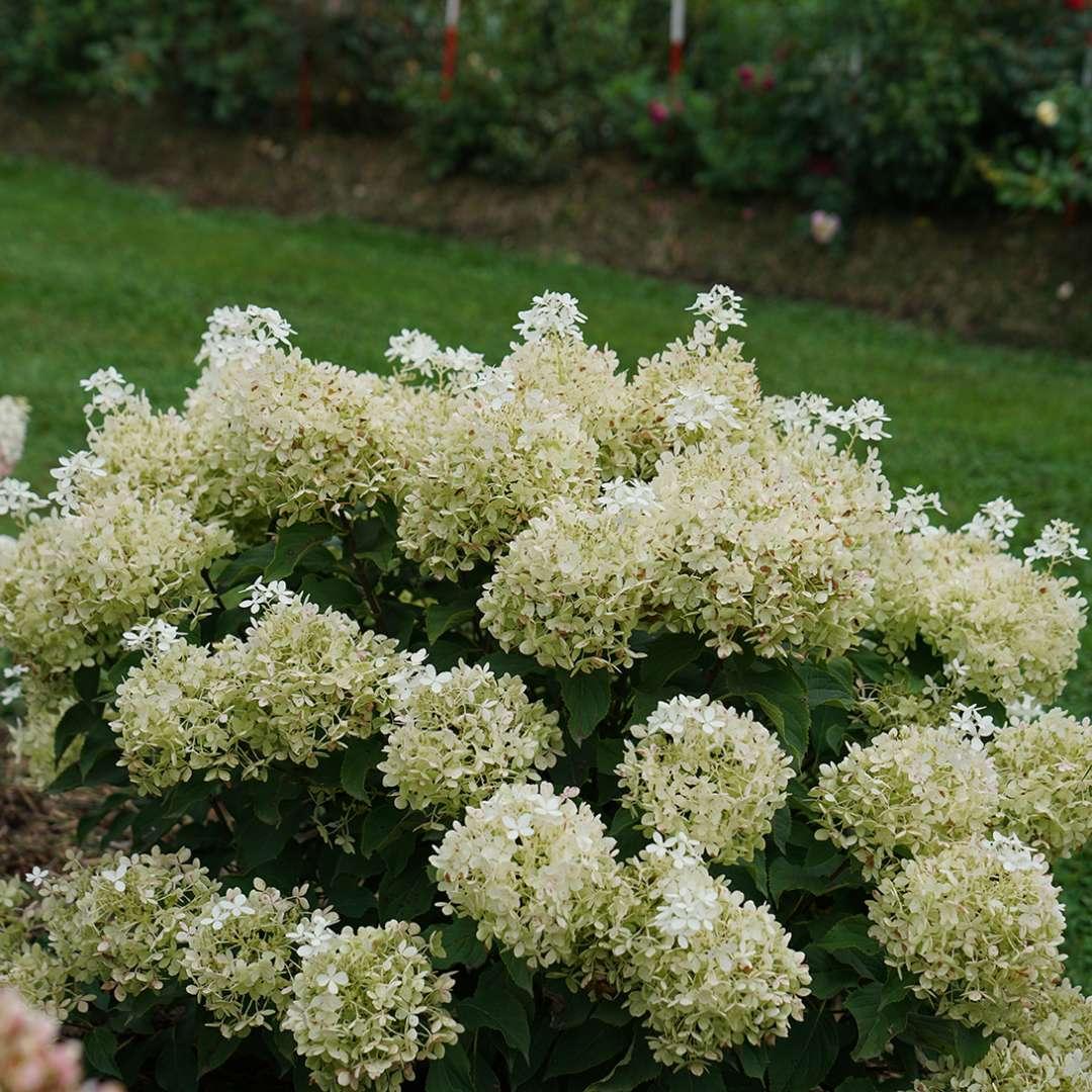 Hydrangea Paniculata Puffer Fish - View 10 from www redcrocus com