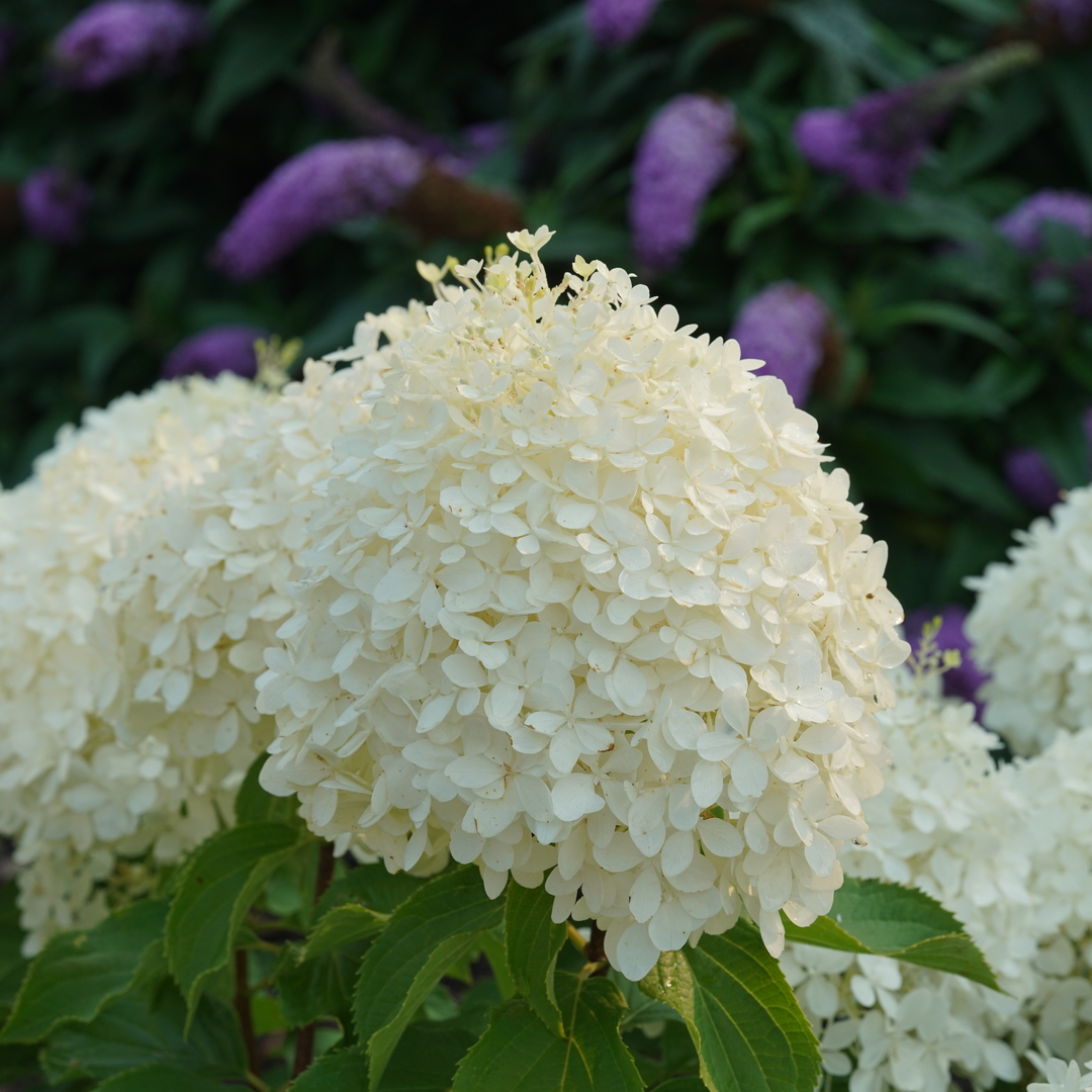 Hydrangea Paniculata Puffer Fish - View 11 from www redcrocus com