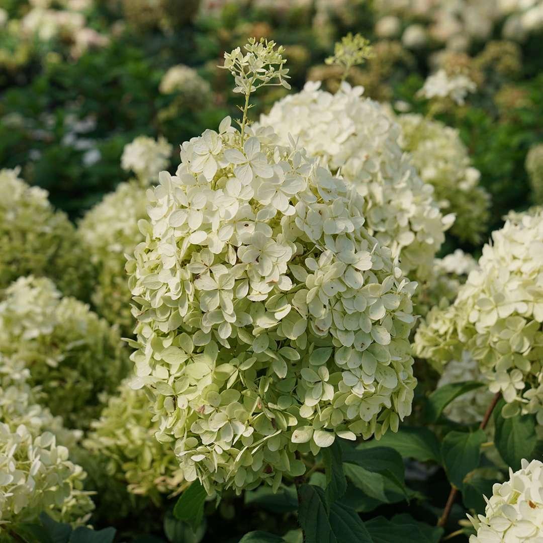 Hydrangea Paniculata Puffer Fish - View 12 from www redcrocus com