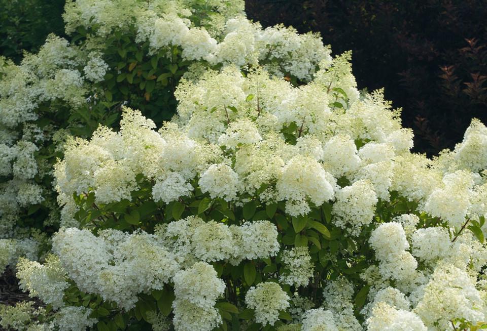 Hydrangea Paniculata Puffer Fish - View 13 from www redcrocus com