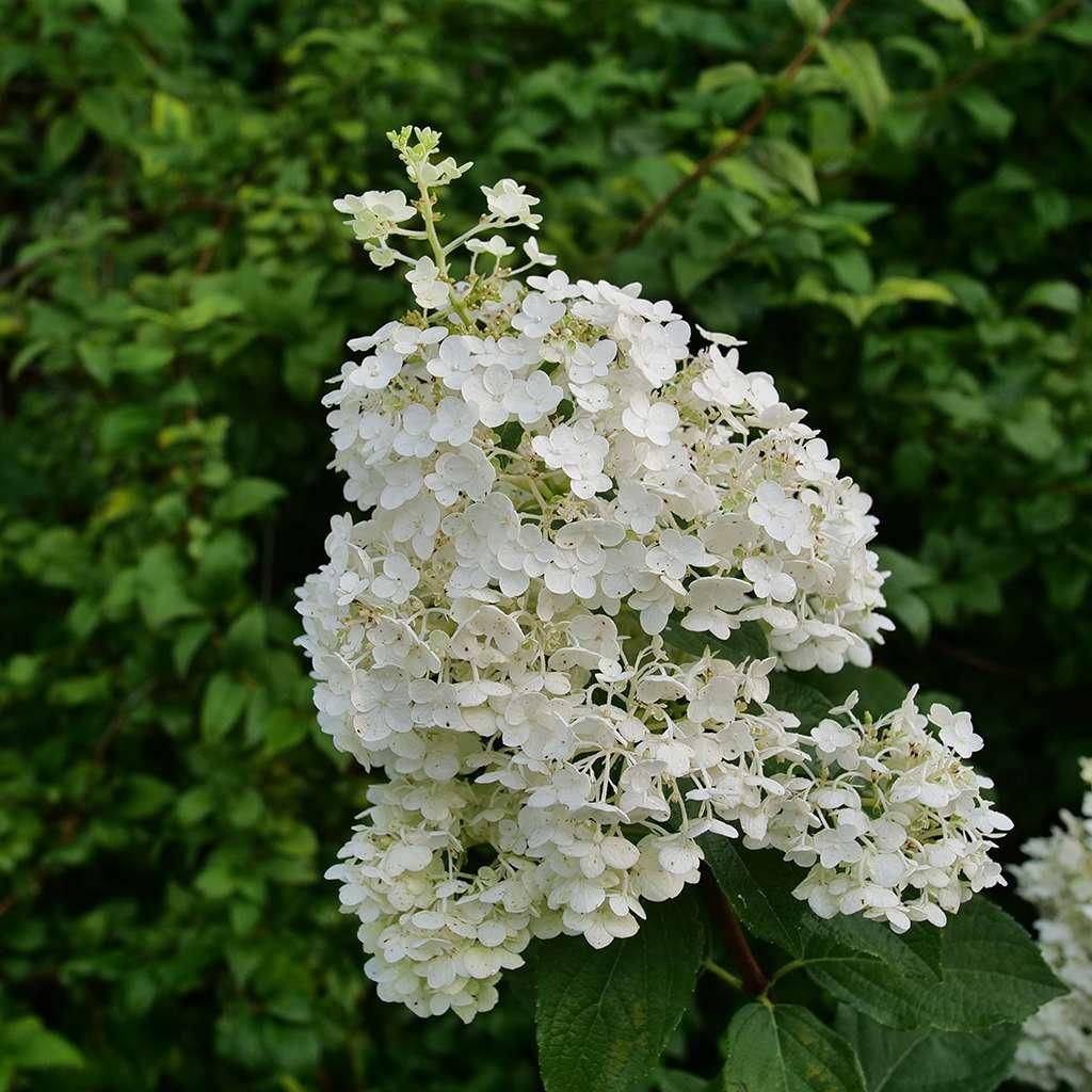 Hydrangea Paniculata Puffer Fish - View 14 from www redcrocus com