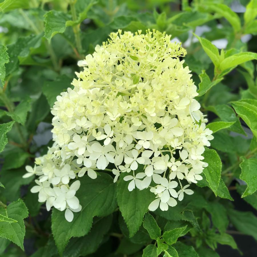 Hydrangea Paniculata Puffer Fish - View 16 from www redcrocus com