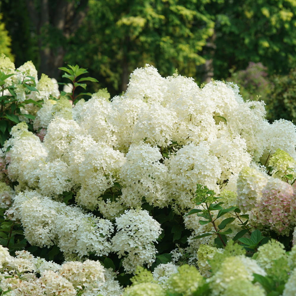 Hydrangea Paniculata Puffer Fish - View 17 from www redcrocus com