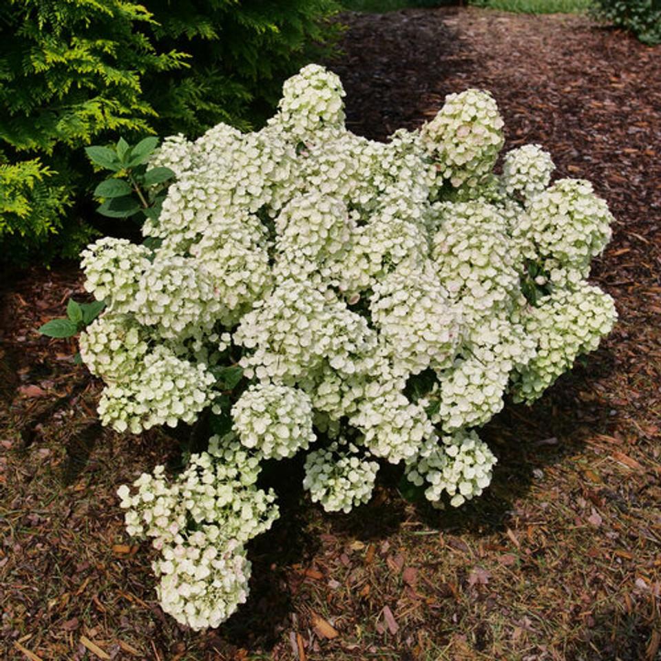 Hydrangea Paniculata Puffer Fish - View 17 from www redcrocus com