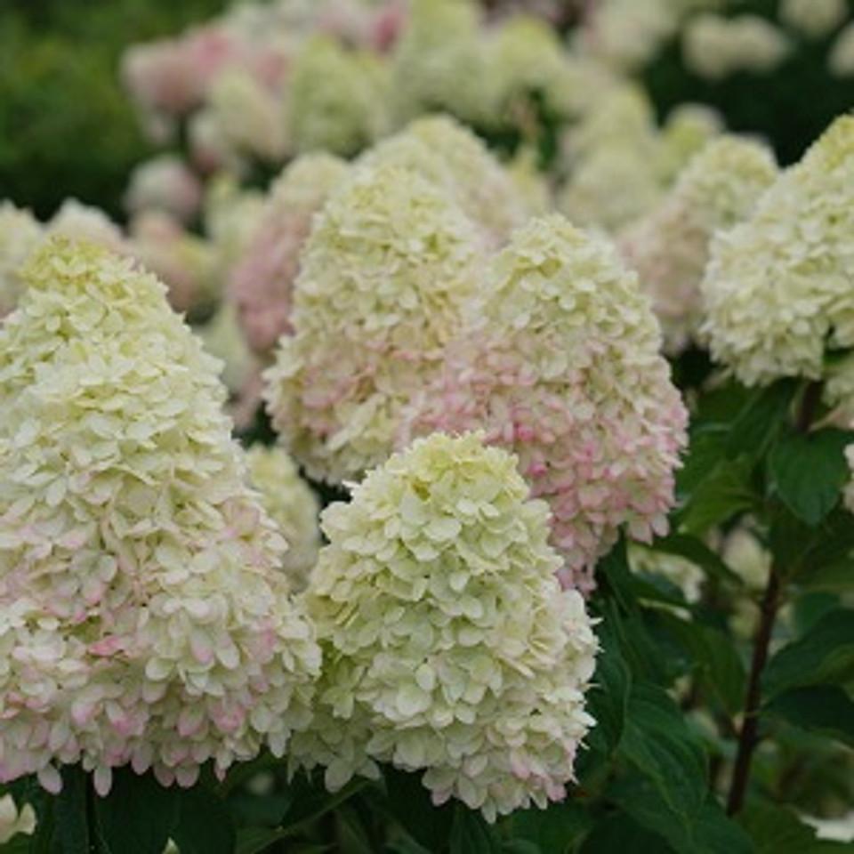 Hydrangea Paniculata Puffer Fish - View 18 from www redcrocus com