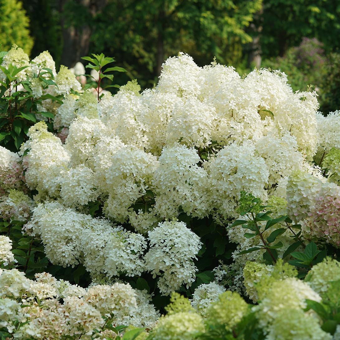 Hydrangea Paniculata Puffer Fish - View 19 from www redcrocus com