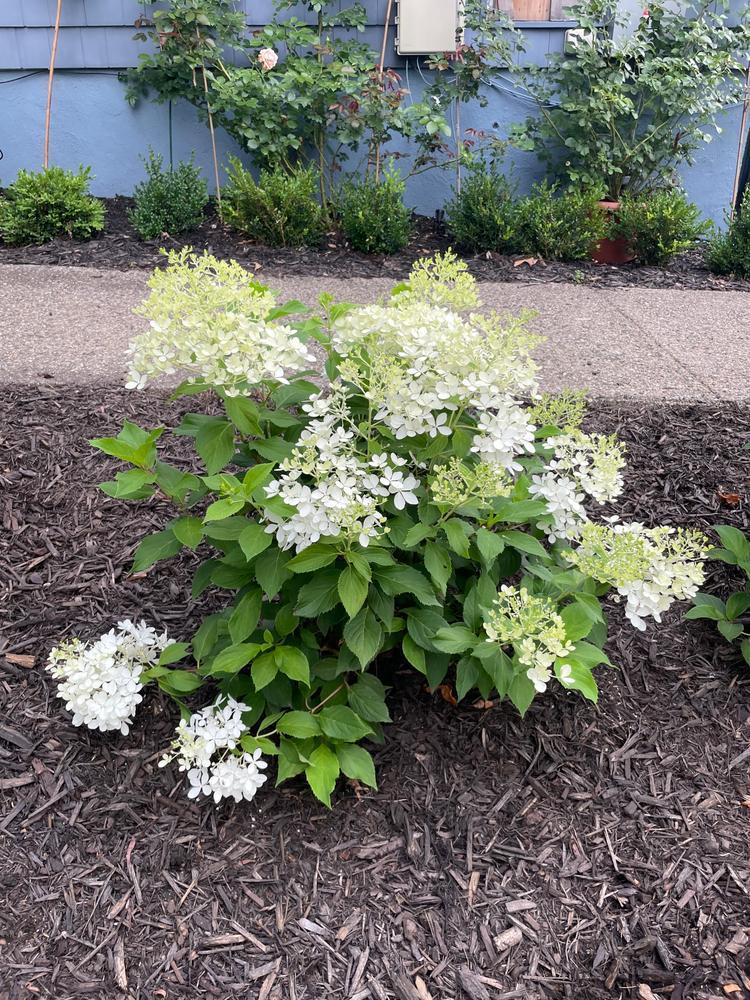 Hydrangea Paniculata Puffer Fish - View 20 from www redcrocus com