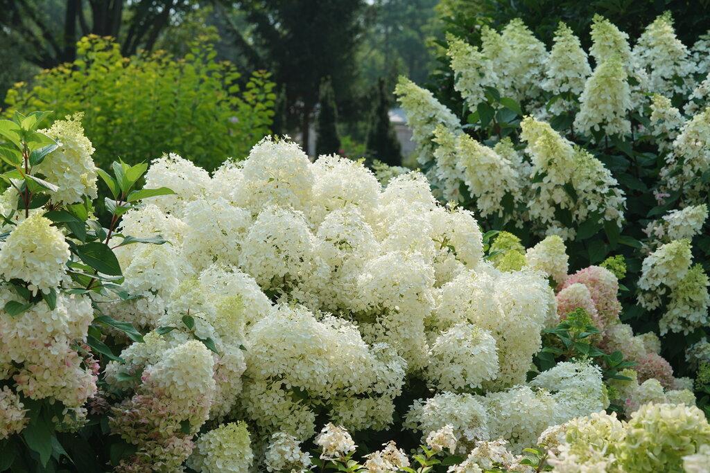 Hydrangea Paniculata Puffer Fish - View 2 from www redcrocus com