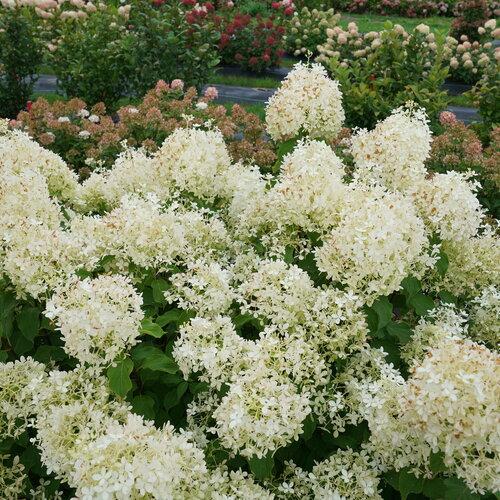 Hydrangea Paniculata Puffer Fish - View 3 from www redcrocus com