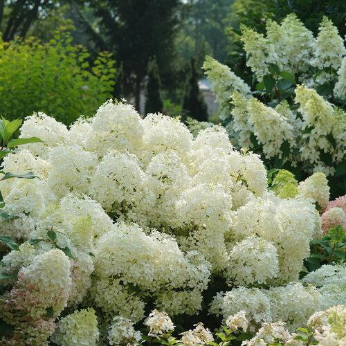 Hydrangea Paniculata Puffer Fish - View 4 from www redcrocus com