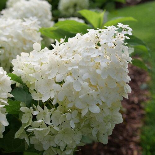 Hydrangea Paniculata Puffer Fish - View 5 from www redcrocus com