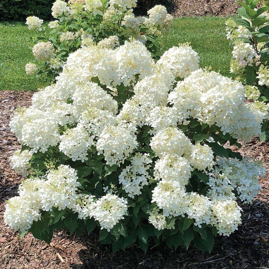 Hydrangea Paniculata Puffer Fish - View 6 from www redcrocus com