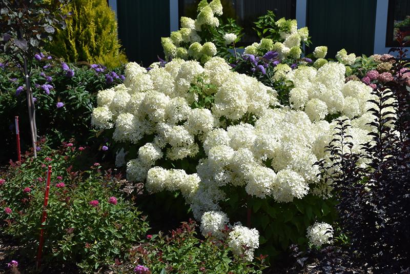 Hydrangea Paniculata Puffer Fish - View 7 from www redcrocus com