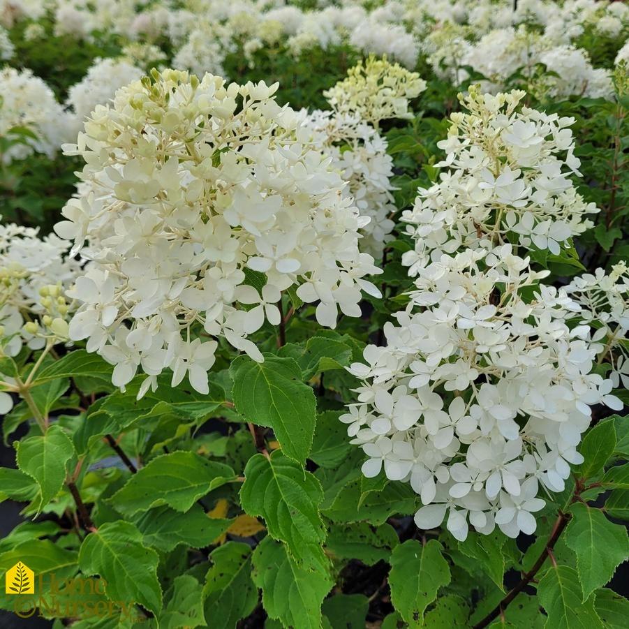 Hydrangea Paniculata Puffer Fish - View 8 from www redcrocus com