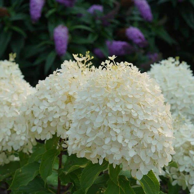 Hydrangea Paniculata Puffer Fish - View 9 from www redcrocus com