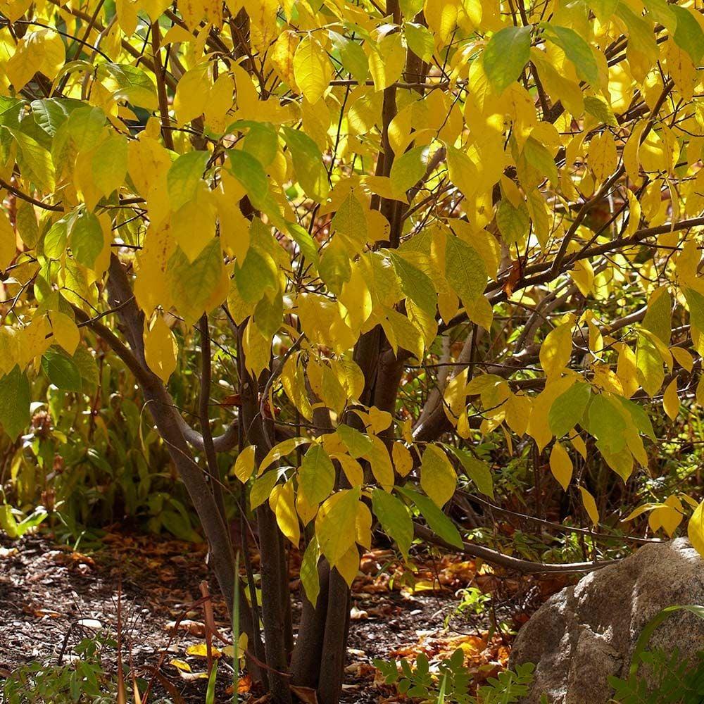 Lindera Benzoin - View 1 from www redcrocus com