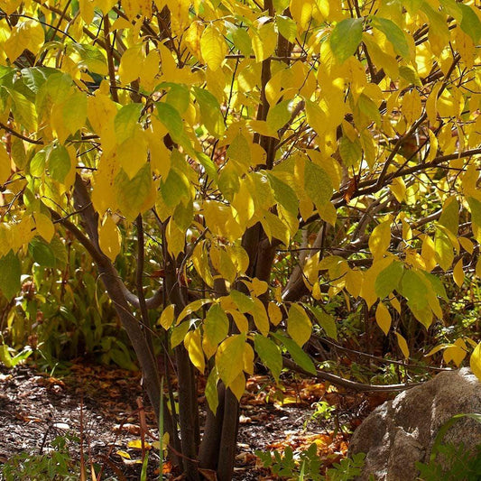 Lindera Benzoin - View 1 from www redcrocus com