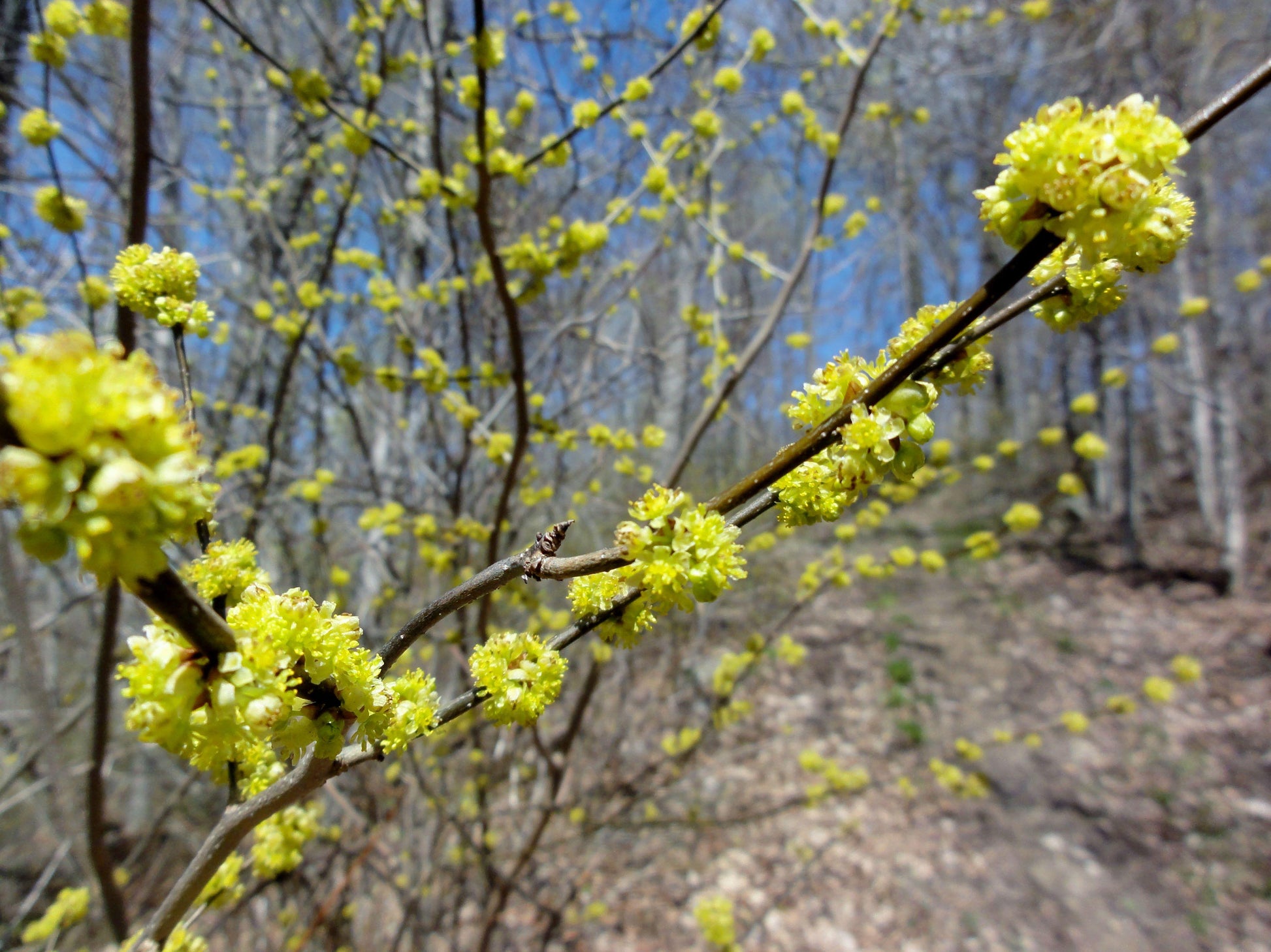 Lindera Benzoin - View 5 from www redcrocus com