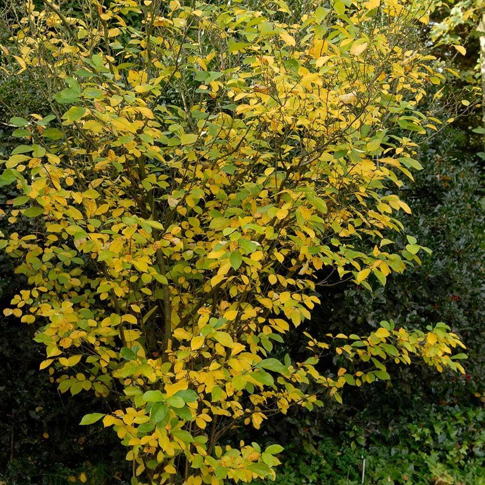 Lindera Benzoin - View 8 from www redcrocus com