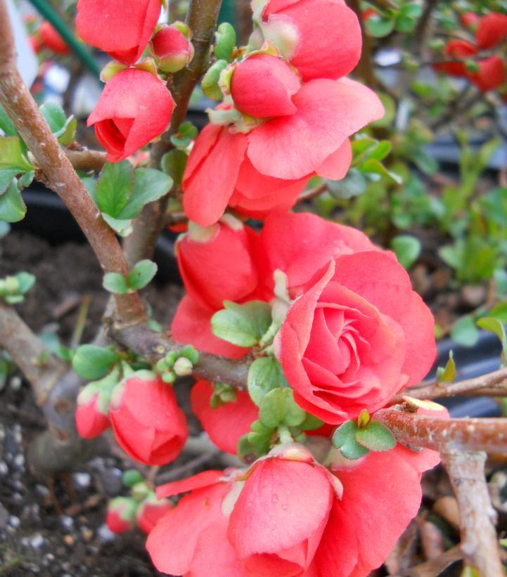 Chaenomeles Speciosa Double Take Orange - View 10 from www redcrocus com