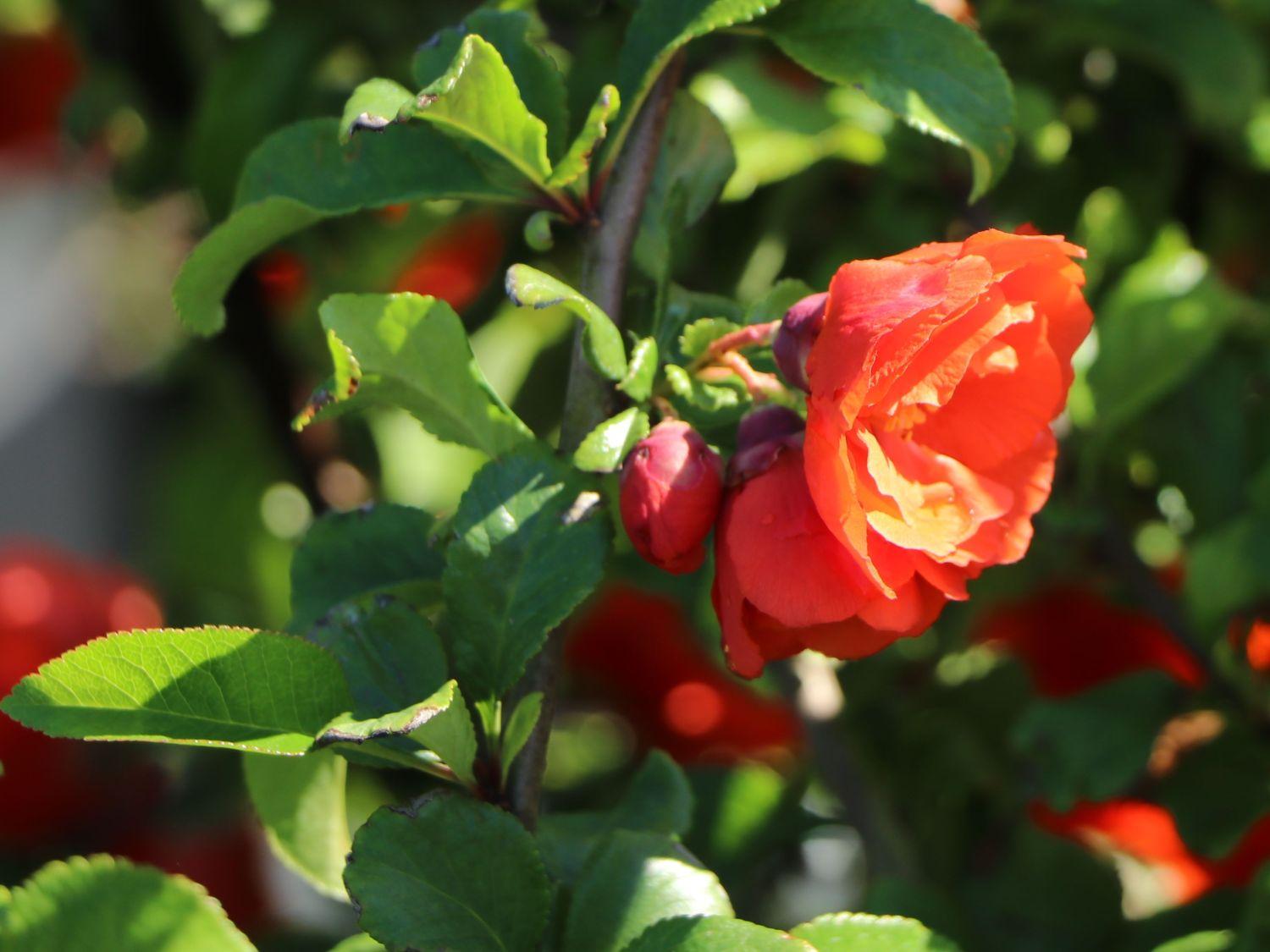 Chaenomeles Speciosa Double Take Orange - View 11 from www redcrocus com