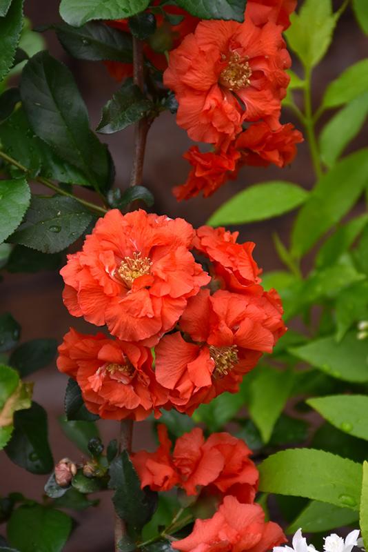 Chaenomeles Speciosa Double Take Orange - View 13 from www redcrocus com