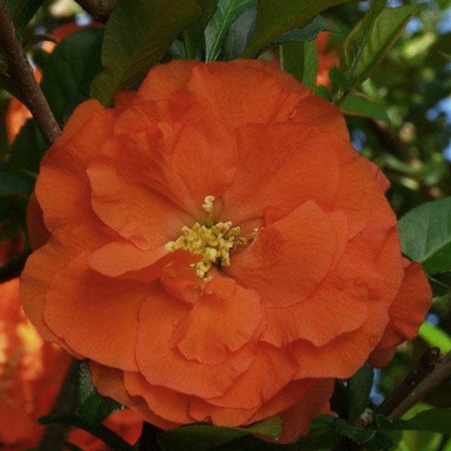 Chaenomeles Speciosa Double Take Orange - View 14 from www redcrocus com