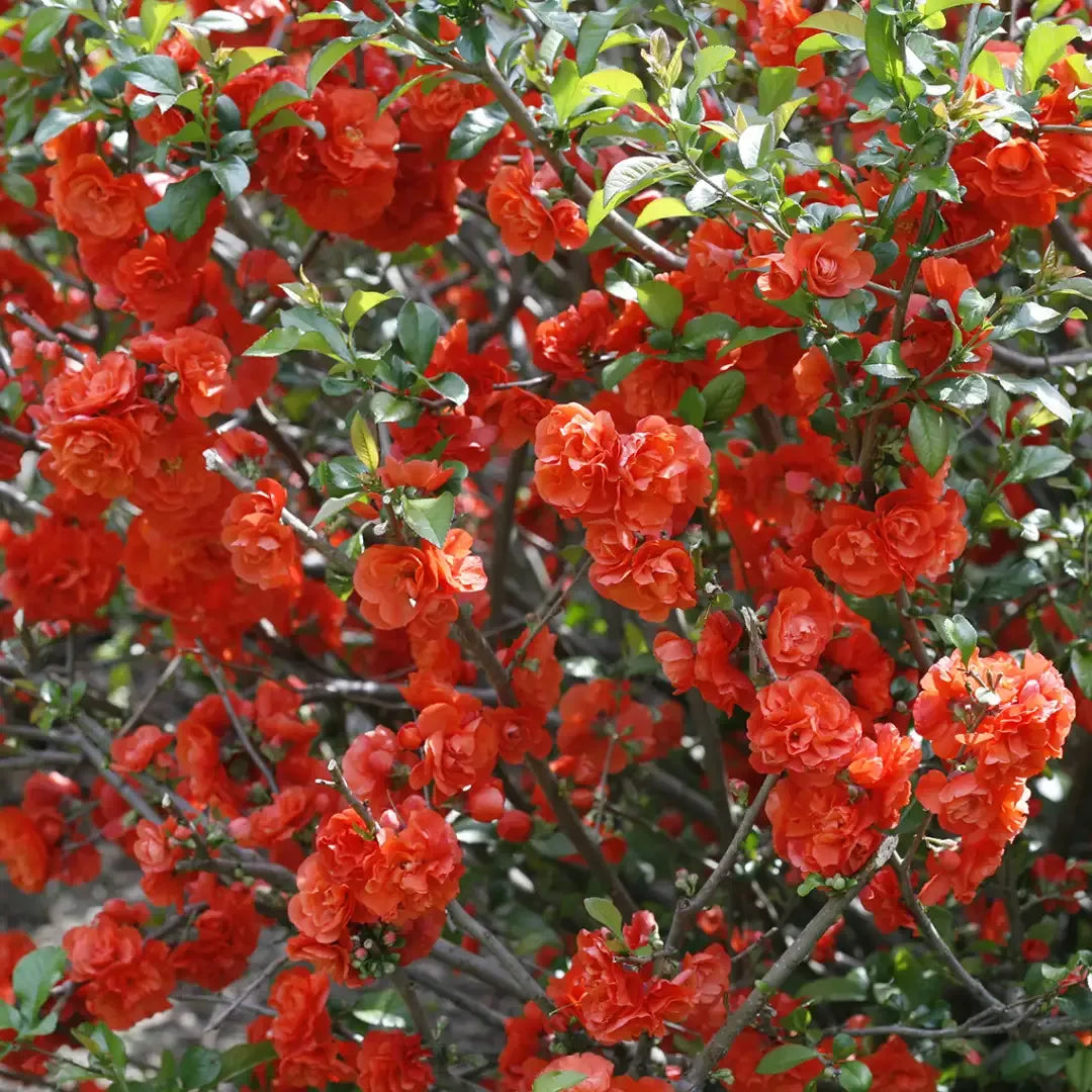 Chaenomeles Speciosa Double Take Orange - View 15 from www redcrocus com