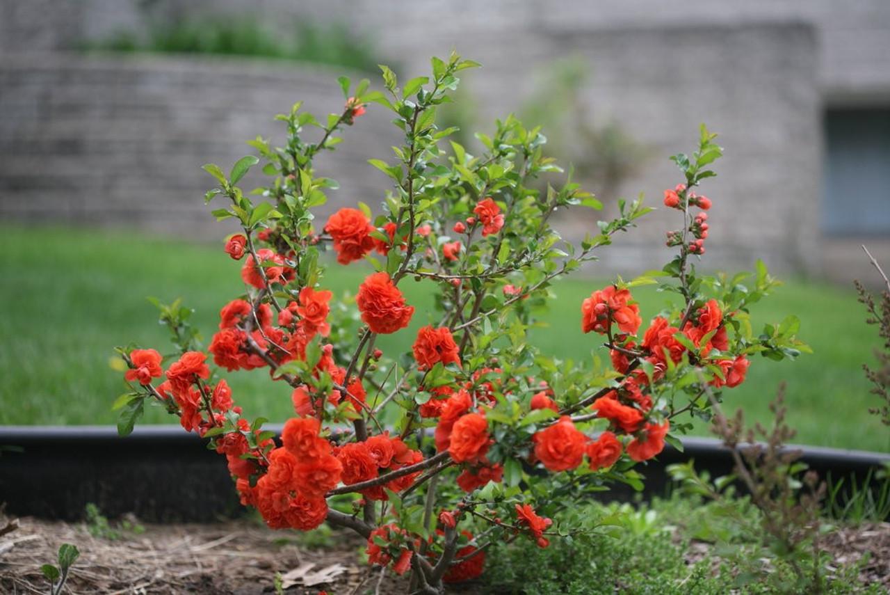 Chaenomeles Speciosa Double Take Orange - View 15 from www redcrocus com