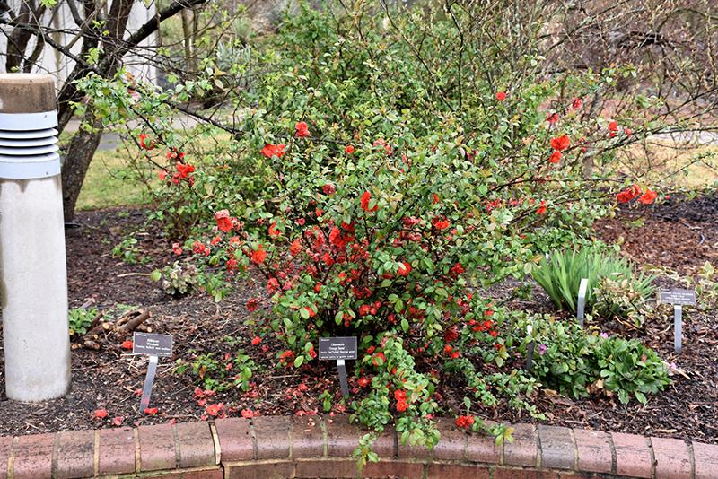 Chaenomeles Speciosa Double Take Orange - View 16 from www redcrocus com