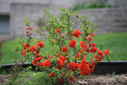 Chaenomeles Speciosa Double Take Orange - View 1 from www redcrocus com