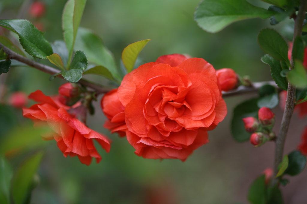 Chaenomeles Speciosa Double Take Orange - View 2 from www redcrocus com
