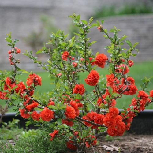 Chaenomeles Speciosa Double Take Orange - View 3 from www redcrocus com