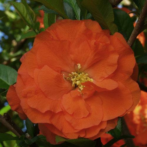 Chaenomeles Speciosa Double Take Orange - View 4 from www redcrocus com