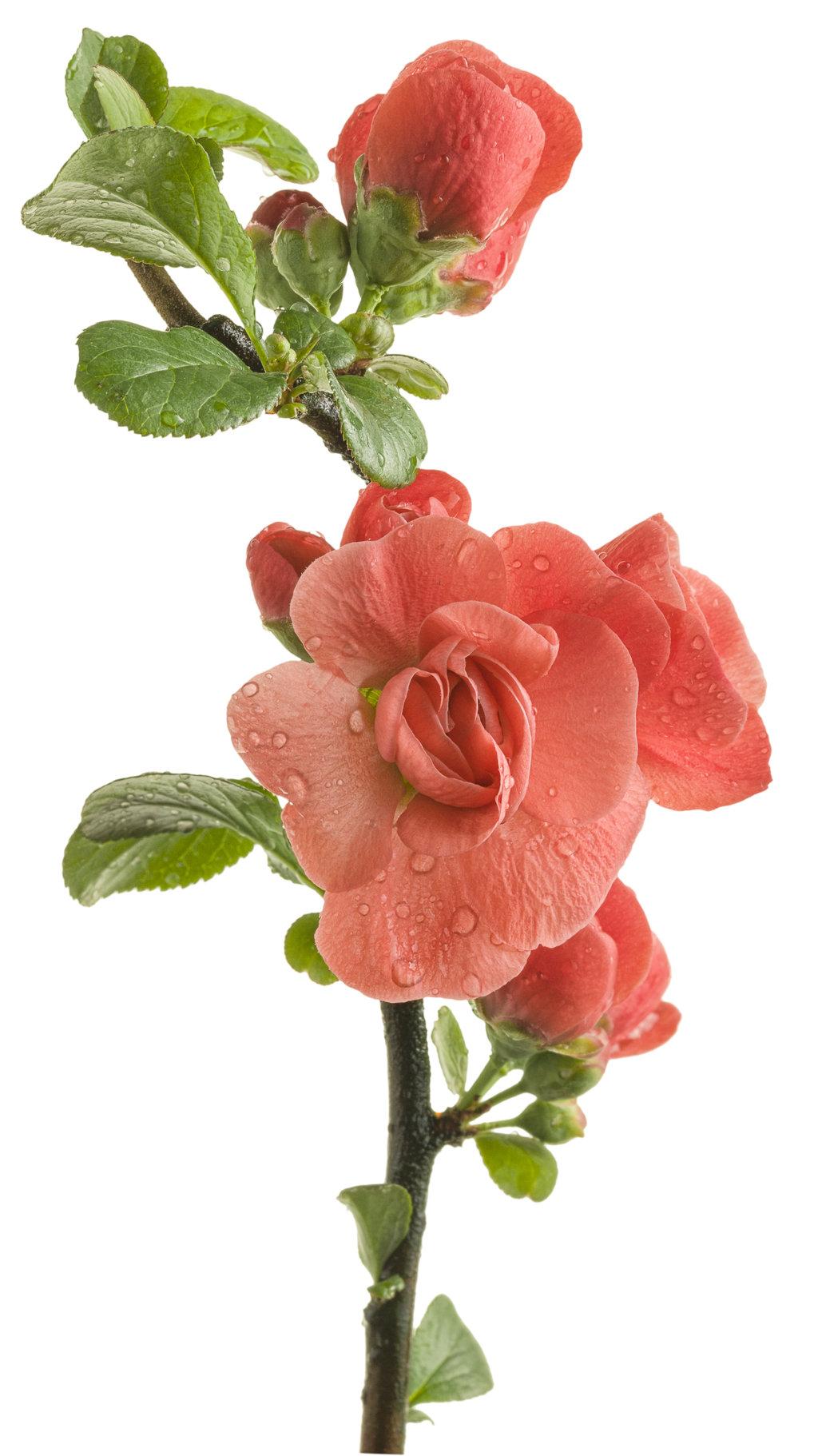 Chaenomeles Speciosa Double Take Orange - View 5 from www redcrocus com