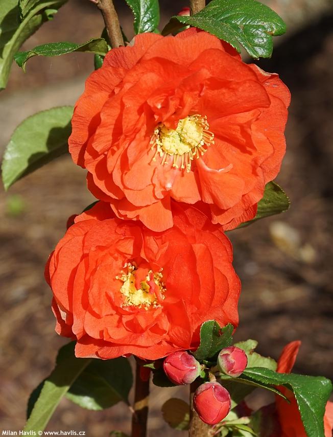 Chaenomeles Speciosa Double Take Orange - View 6 from www redcrocus com
