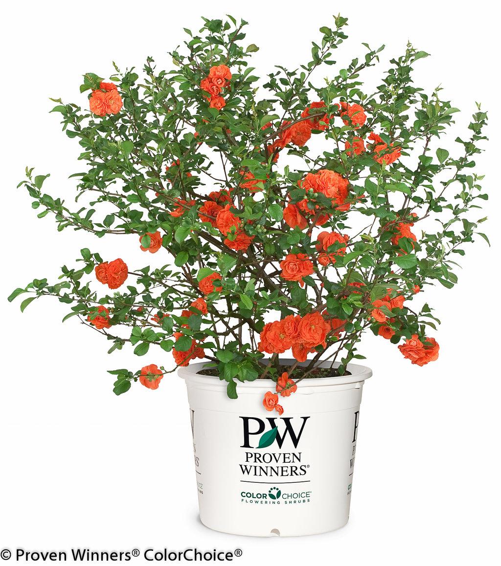 Chaenomeles Speciosa Double Take Orange - View 7 from www redcrocus com