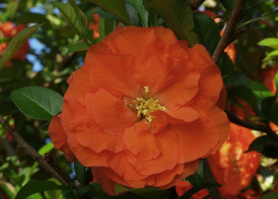 Chaenomeles Speciosa Double Take Orange - View 8 from www redcrocus com