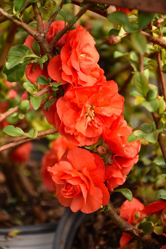 Chaenomeles Speciosa Double Take Orange - View 9 from www redcrocus com