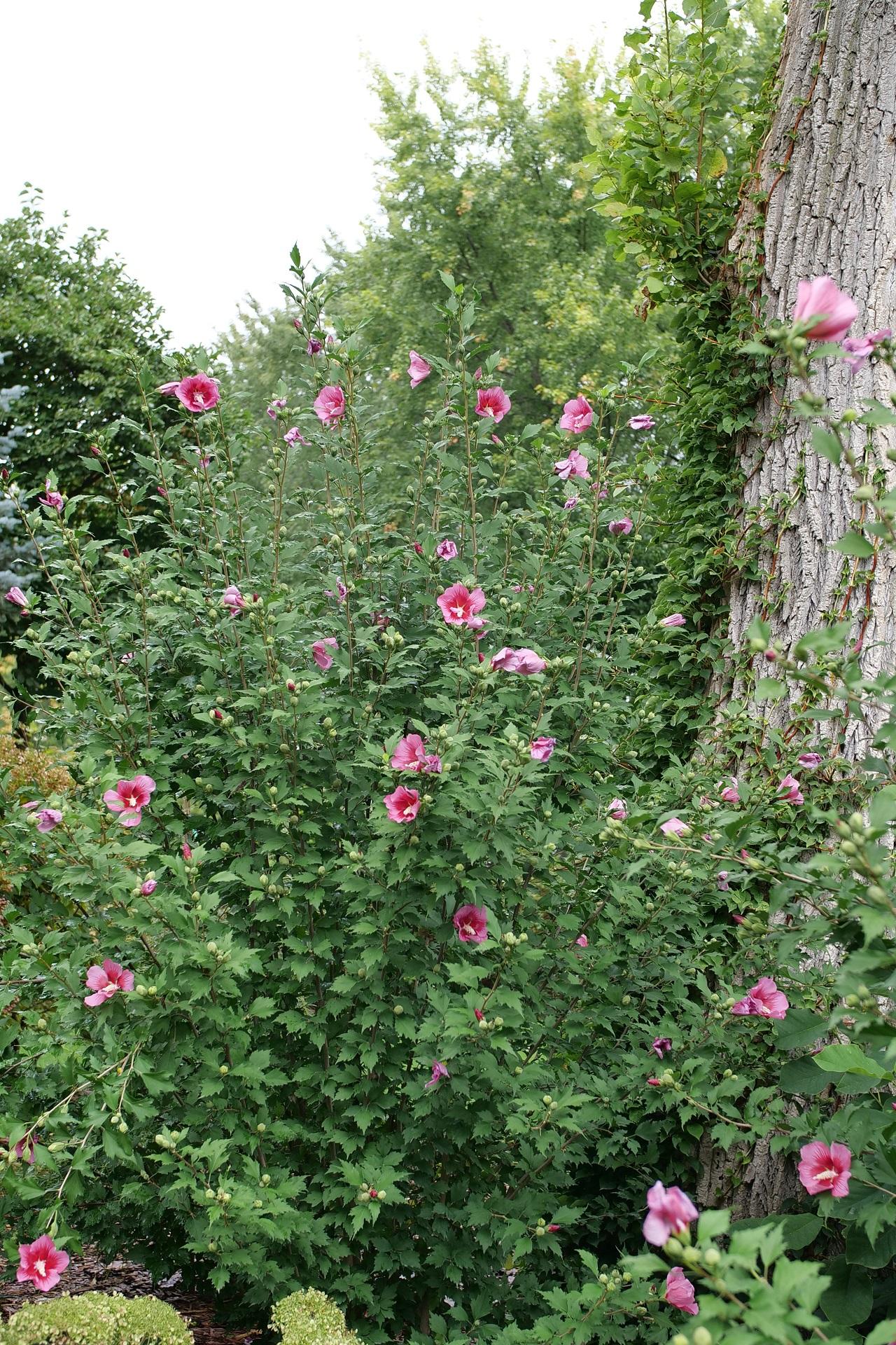 Hibiscus Syriacus Red Pillar - View 11 from www redcrocus com